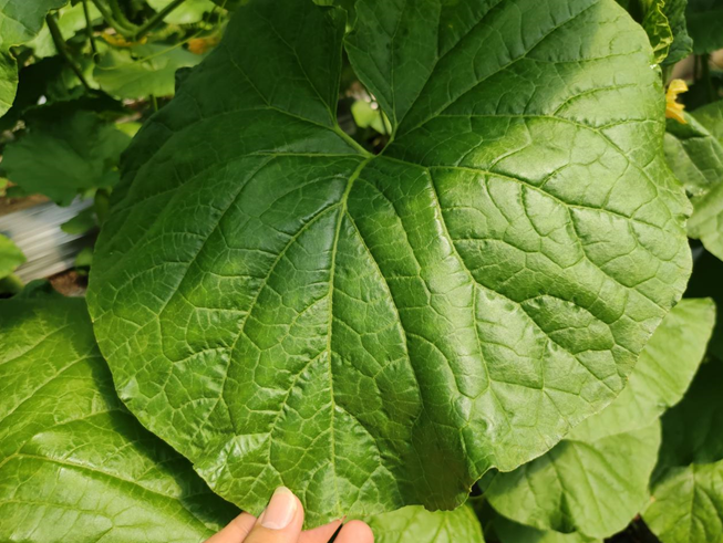 司普沃進(jìn)口水溶肥怎么樣？專業(yè)技術(shù)老師來解答。