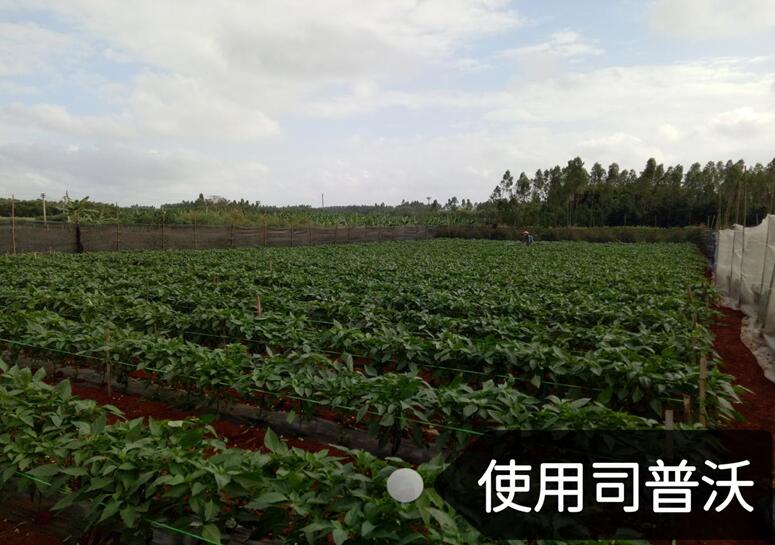 水溶肥的神奇奧秘，作物黃化也能治