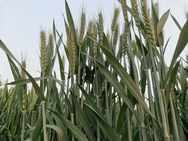 小麥?zhǔn)裁磿r候打葉面肥好