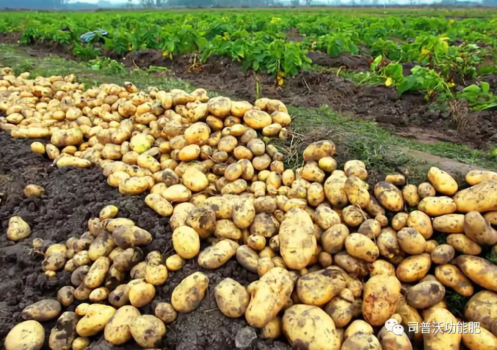 含腐殖酸的水溶肥料為什么能讓客戶贊不絕口？