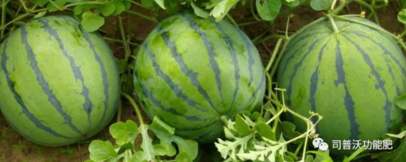 西瓜苗期6大殺手該如何防治？一定不要忽略這些病害