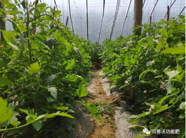 快扔掉控旺藥吧！“它”能起到控旺的作用，不僅效果顯著，也沒(méi)有肥害！