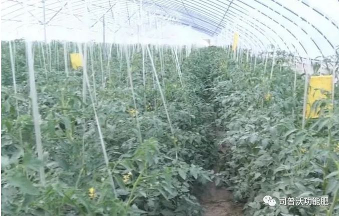 番茄卷葉不只是因為高溫和輪作那么簡單，葉片“向上卷”和“向下卷”也不一樣！