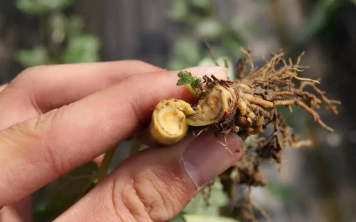 葡萄根腐病怎么辦？別擔(dān)心，司普沃赫蔓微生物菌劑能有效解決！