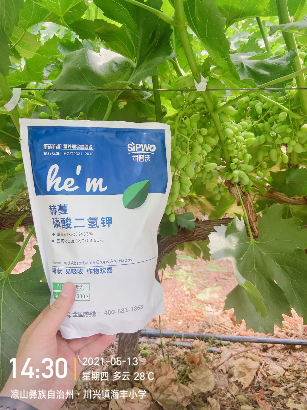 磷酸二氫鉀的辨別真假現(xiàn)場，99%以上是假貨！