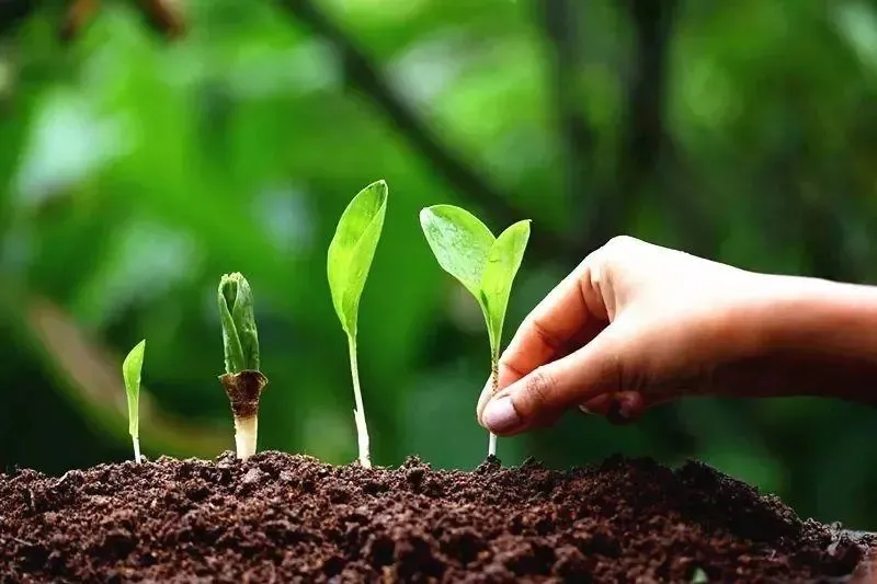 為什么你用了腐植酸會感覺沒效果？腐植酸如何正確使用，很多人不知道