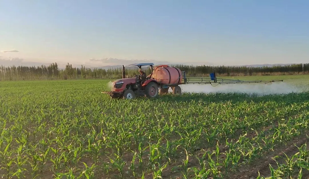 如何防止玉米倒伏？做好這三點*關(guān)鍵?。?！