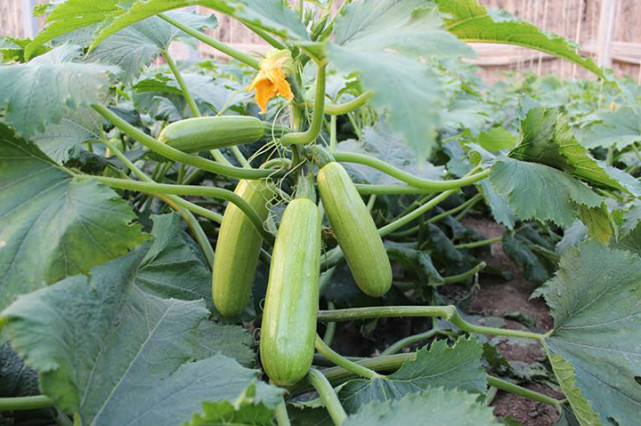 西葫蘆死苗，不知道是什么原因，司普沃來幫您！