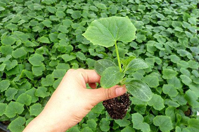 越夏黃瓜旺長徒長怎么辦?司普沃教您一招有效解決。