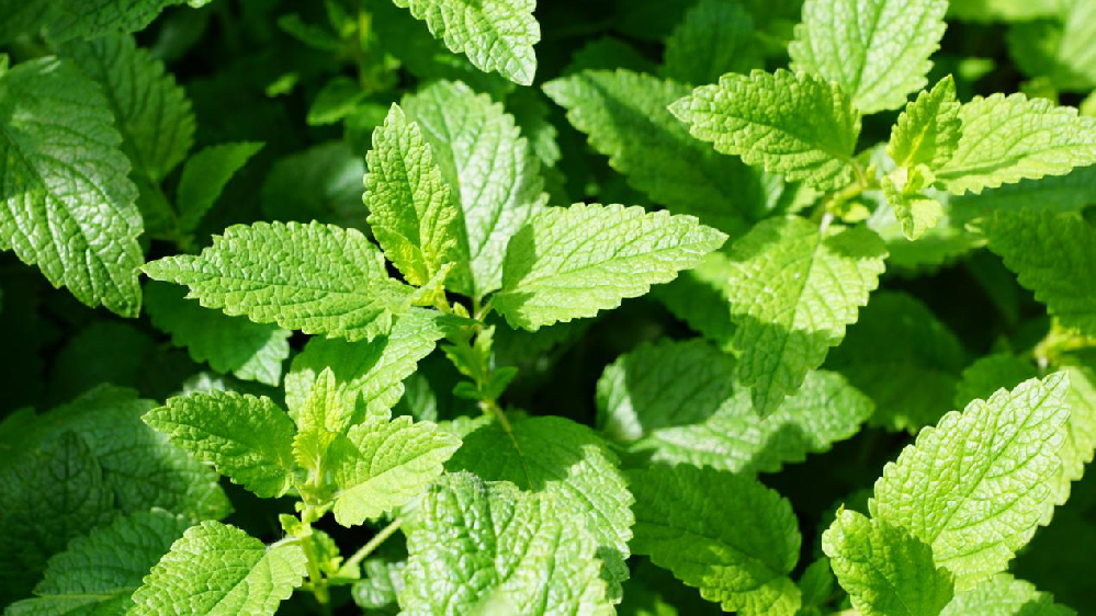 薄荷該怎樣提高產(chǎn)量，司普沃來(lái)為大家科普高產(chǎn)種植技術(shù)