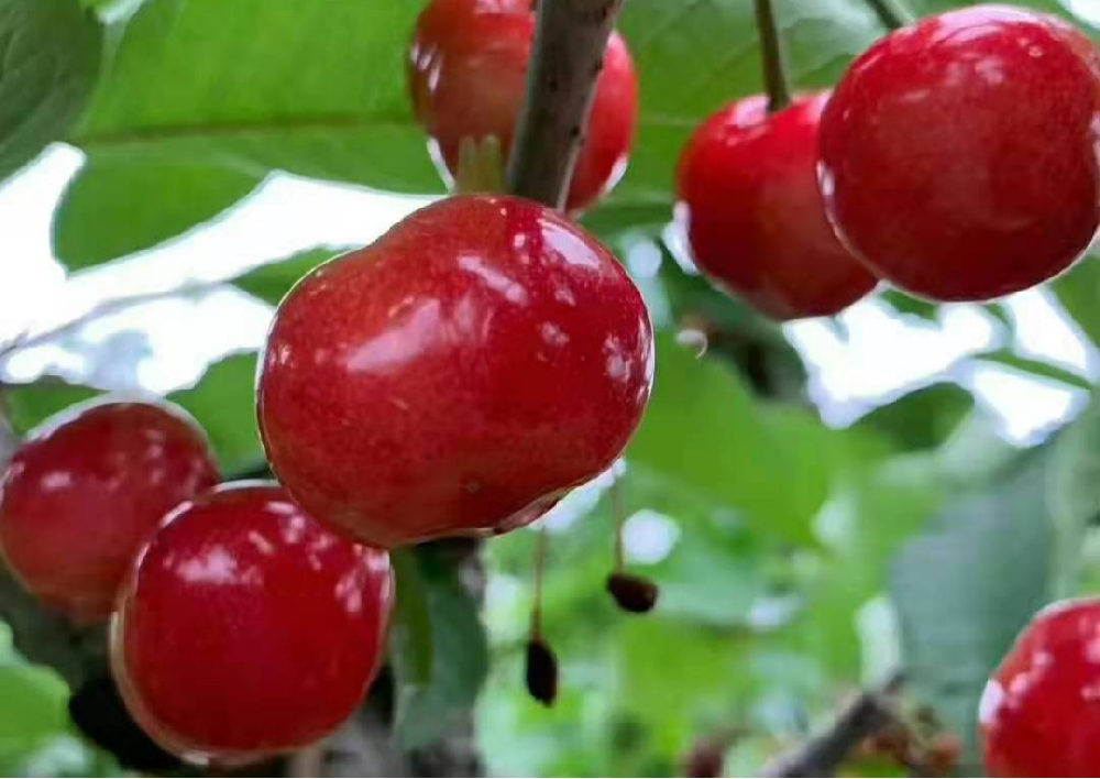 大櫻桃采收后如何管理，來(lái)看看司普沃的這篇文章