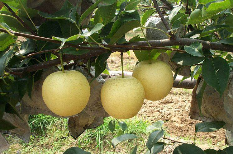 黃冠梨發(fā)生雞爪病，不知道發(fā)病原因和預(yù)防措施，來(lái)看看司普沃的這篇文章