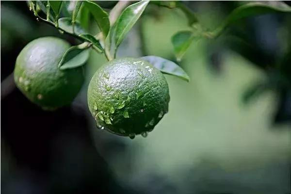 柑橘果實(shí)偏小，不知道如何選肥料，來(lái)看司普沃這篇文章