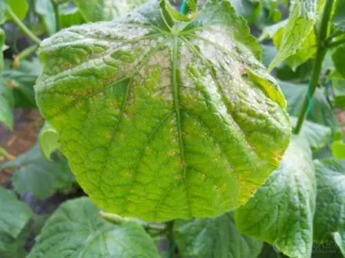 出現(xiàn)肥害的原因有很多，應(yīng)該怎樣解決呢？速看司普沃這篇文章！