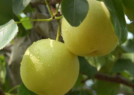 碭山酥梨糠化了，快與司普沃一起探究原因和解決方案吧！