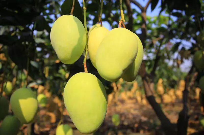 芒果落果嚴(yán)重，卻又得不到解決？司普沃來幫忙