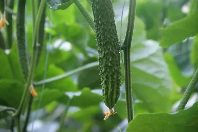 棚室黃瓜出現(xiàn)徒長的原因是什么？該如何控制？速看司普沃這篇文章