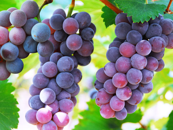 葡萄轉(zhuǎn)色期，突遇到返青怎么辦？司普沃幫您有效解決