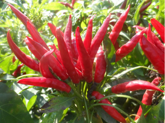 小米辣出現(xiàn)爛果，施藥后治標(biāo)未治本，司普沃教您如何有效解決