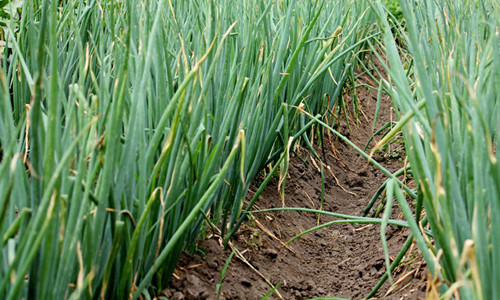 大蔥干尖黃葉，司普沃帶您了解原因及其防治措施！