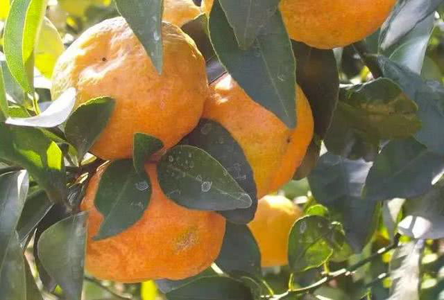 柑橘出現(xiàn)浮皮果，怎么辦？司普沃來幫您！