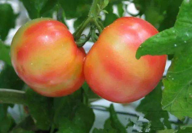 注意！秋茬西紅柿轉(zhuǎn)色不好，啥原因？速看司普沃這篇文章