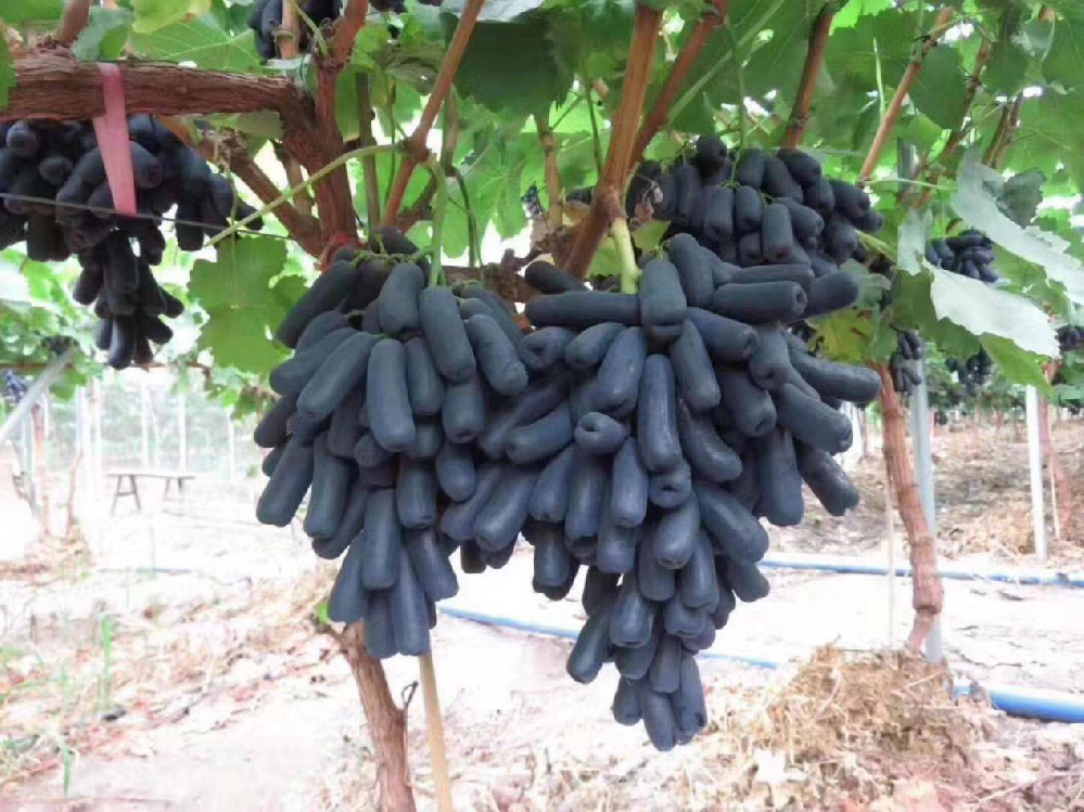 種植藍(lán)寶石葡萄，怎么使其高產(chǎn)呢？速看司普沃這篇文章
