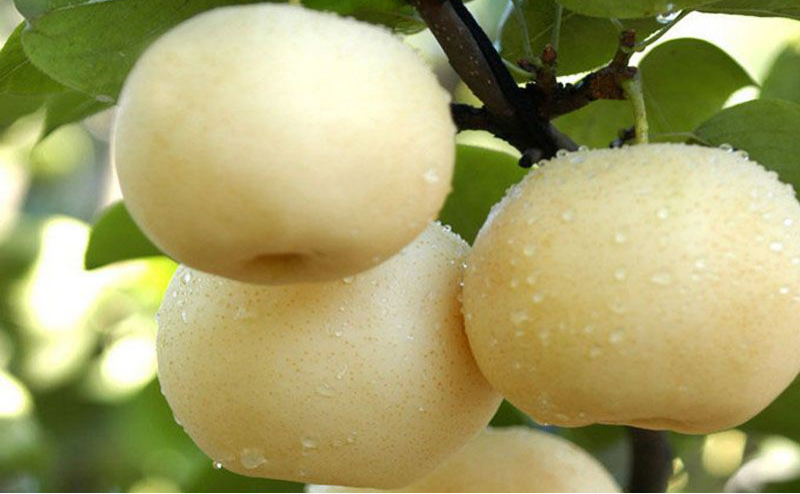 黃冠梨秋季如何管理？快與司普沃一起來看看！