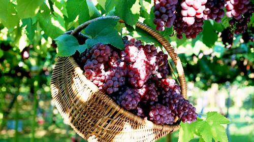 葡萄出現(xiàn)軟果？不知道原因？快與司普沃一起來尋找答案吧