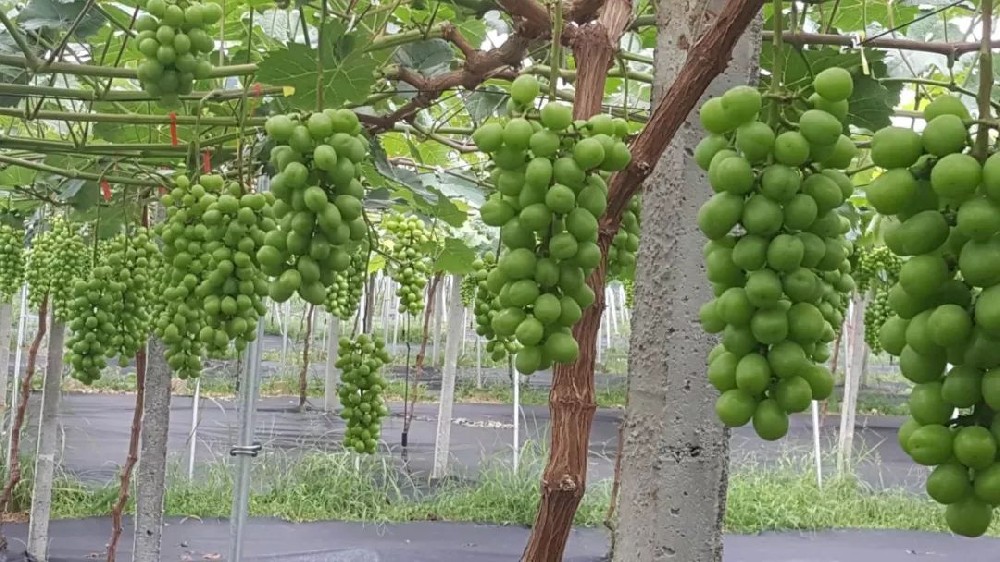 司普沃淺談陽光玫瑰種植技術與管理