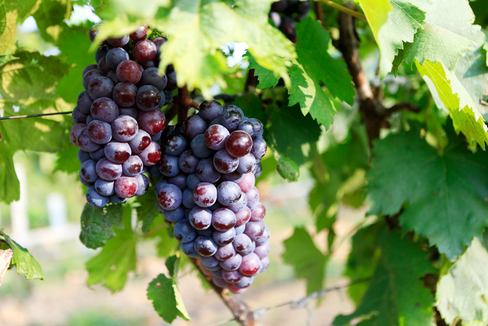 如何促進葡萄著色，司普沃教您幾招，速看！
