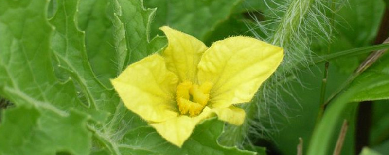 西瓜雄花無粉？這可嚴重了，與司普沃一起來看看該怎樣解決