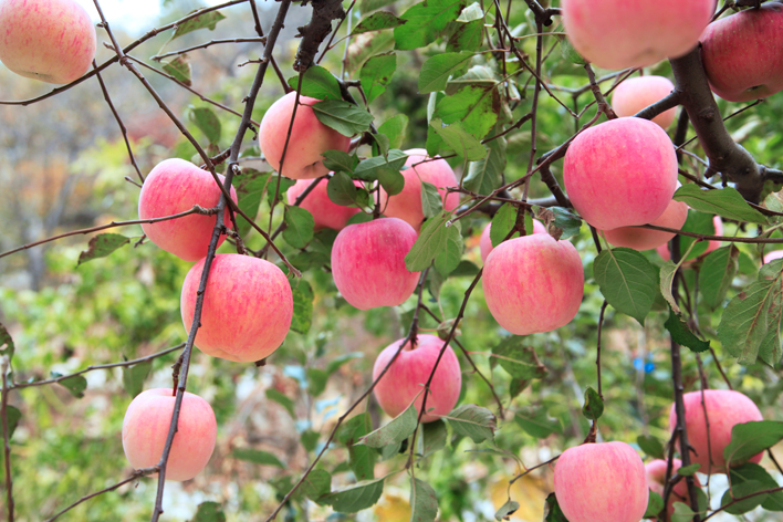 想要產出優(yōu)質蘋果，8月份該補充什么呢？司普沃帶您來了解