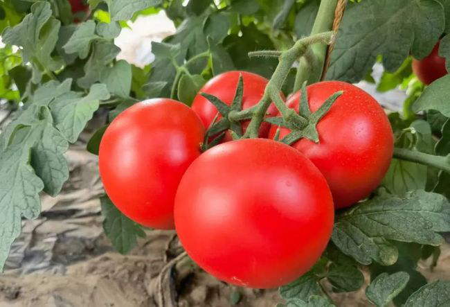 番茄定植前，防死棵需注意的幾個方面，與司普沃一起來看看