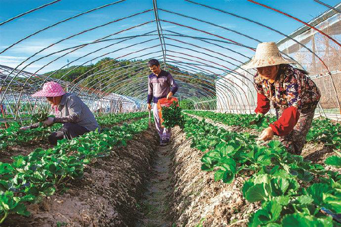 草莓栽后怎么補苗，才能獲得豐收，快與司普沃一起來看看