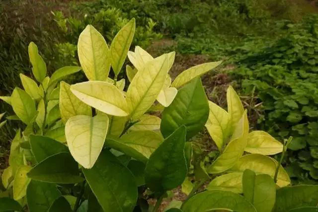 柑橘黃化是什么原因？我們該怎樣解決？速看司普沃這篇文章