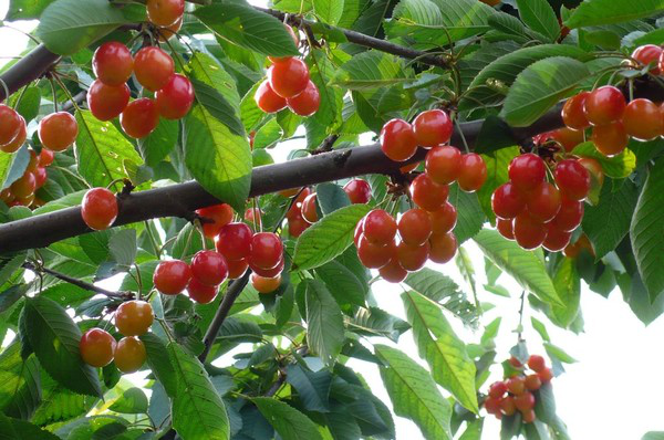 進(jìn)入到秋季，櫻桃一定要預(yù)防早期落葉，與司普沃一起來了解一下