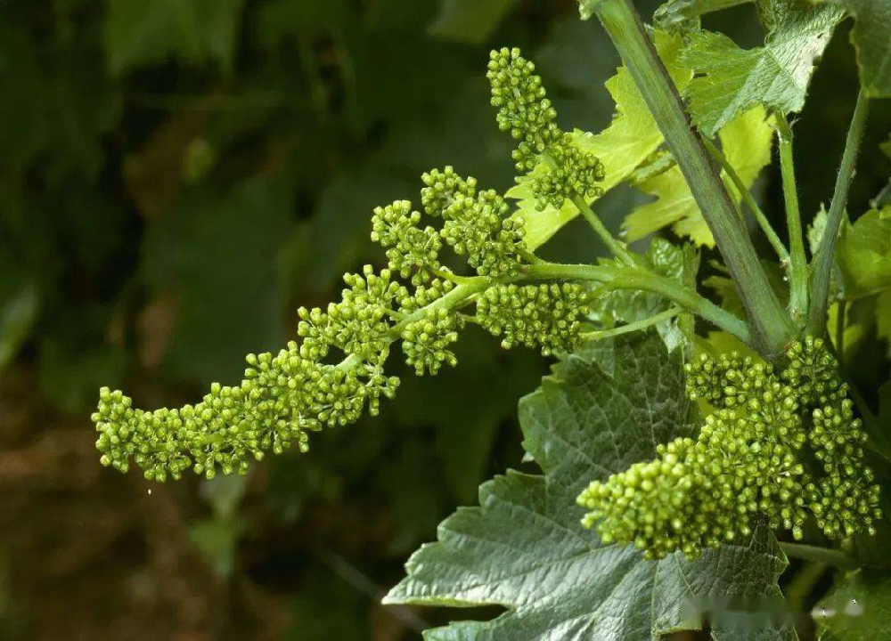 葡萄的花芽分化過程和管理，你了解多少呢？快與司普沃一起來看看