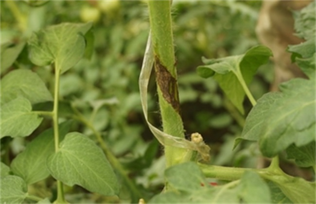 番茄芽枯病是啥原因造成的，又該怎么防治？司普沃為您輕松解決