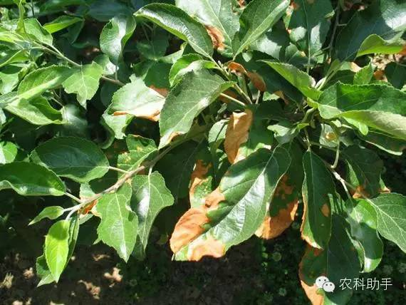蘋果圓斑根腐病怎么辦？司普沃教您一招有效預(yù)防