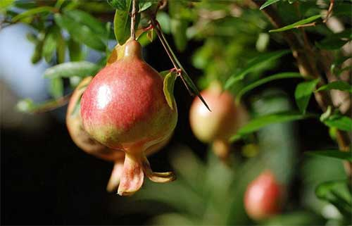 番石榴立枯?。ǜ煽莶。┰趺捶乐?？司普沃為您解決