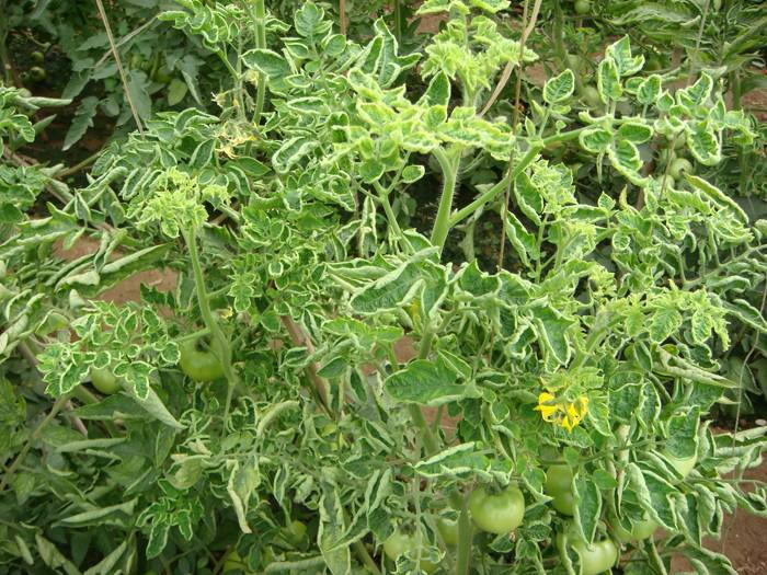 西紅柿卷葉是什么原因？應(yīng)該怎樣防治？與司普沃一起來看看