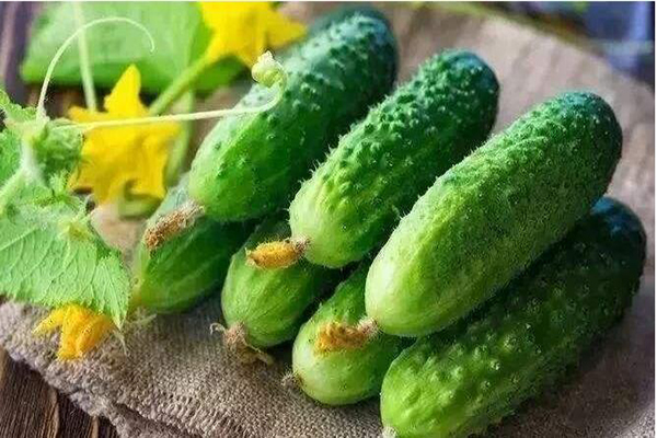 想要黃瓜優(yōu)質(zhì)生長，需要考慮哪些因素，與司普沃一起討論討論