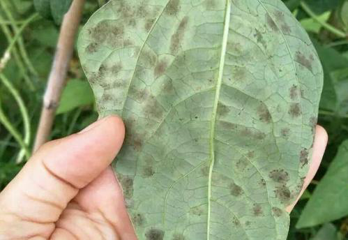 司普沃淺談豆角葉霉病的為害癥狀、發(fā)生原因及防治措施