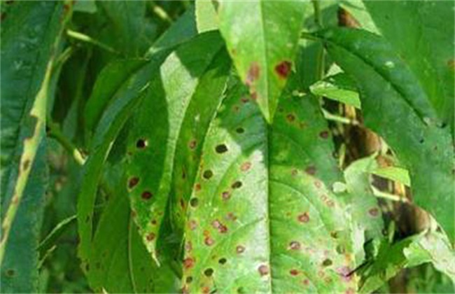 司普沃淺談桃樹炭疽病的癥狀、病原、發(fā)生規(guī)律及防治措施