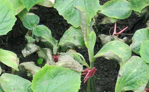 司普沃淺談茄子早疫病的發(fā)生癥狀、發(fā)病規(guī)律及綜合防治措施