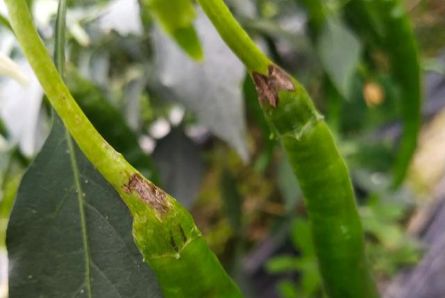 司普沃淺談線椒炭蛆病防治技術與管理