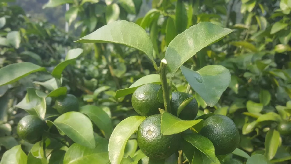 砂糖橘秋梢竟不老熟！這危害夠受嗎？司普沃來幫您