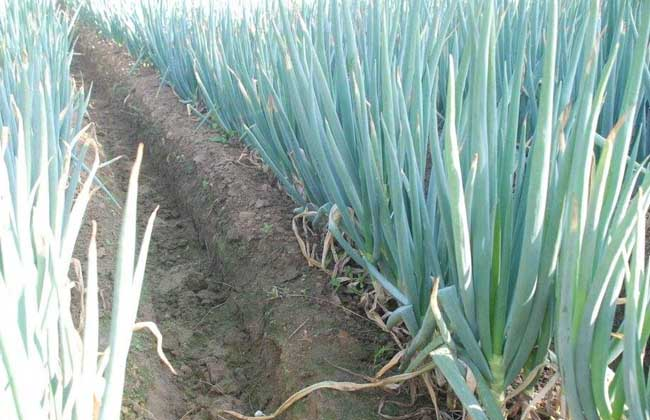 大蔥霜霉病的癥狀是什么？如何防治大蔥霜霉??？ 司普沃給出了答案。