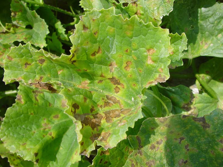 哈密瓜細菌性葉斑病如何防治？司普沃為您解答